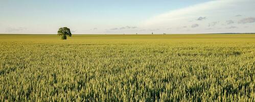 Alone tree in the yellow harvest field. Day view. Panoramic view photo