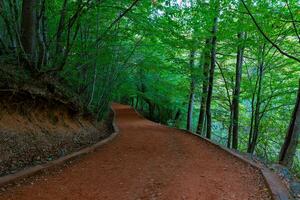Recreational areas background photo. A jogging or walking trail in the forest photo