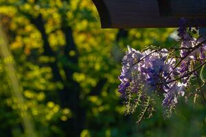 Wisteria sinensis hanging on the branch in focus. photo