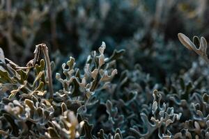 Dusty miller or silver rawgort or jacobaea maritama plant in focus photo