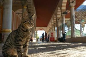 extraviado gatos de Estanbul antecedentes foto. un extraviado gato sentado en el mezquita foto