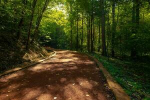 Walking path in the forest with sunlight. Nature parks photo