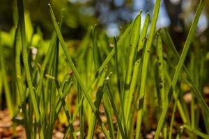 Close up view of grasses or crops. Carbon neutrality concept photo