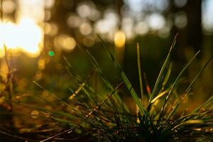 Grasses in focus. Earth Day or World Environment Day concept photo