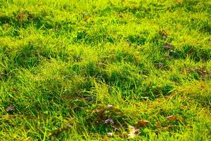 Fresh green grasses and fallen leaves in full frame view. photo