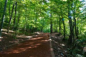 Belgrado bosque en Estanbul. trotar o excursionismo sendero en un bosque foto