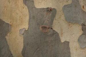 Texture of tree bark. London plane tree bark background photo