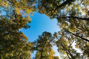 arboles y claro azul cielo a puesta de sol desde abajo. amplio ángulo ver de bosque foto