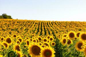 Sunflower field at sunset. Agriculture or farming background photo
