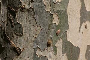 Bark texture. Plane tree bark texture background photo