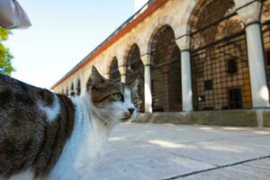 extraviado gatos de Estanbul. un extraviado gato en el jardín de un mezquita foto