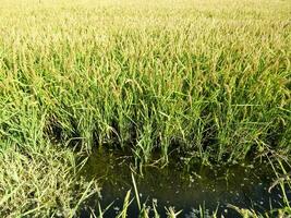 Field of rice in the rice paddies photo