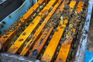 Beehive view. Bees on the honeycomb frames in focus photo