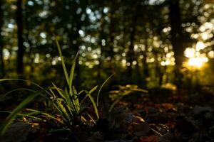 pastos en el bosque iluminado por luz de sol a puesta de sol. carbón red cero concepto foto