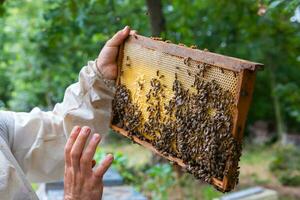 Beekeeper holds a honeycomb frame full with bees in an apiary in the forest photo