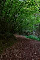 Jogging trail in the forest in the fall season. Polonezkoy Nature Park photo