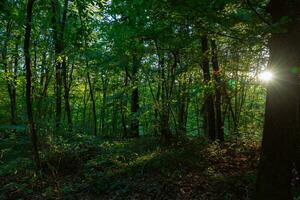 Lush Forest view with sunlight at sunset. Carbon neutrality concept photo