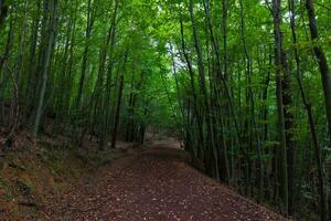 Trekking trail in the lush forest in the autumn. Jogging or hiking in the forest photo