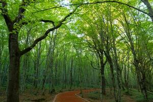 caminando o trotar sendero en el bosque y alto arboles foto