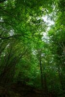 Forest vertical photo. Green trees in a forest. Carbon net zero concept photo