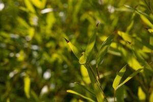 Bamboo leaves in focus. Bamboo leaves background photo in full frame view