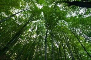 lozano bosque en amplio ángulo vista. arboles desde abajo en el bosque foto