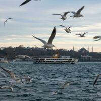 Istanbul view. Seagulls and ferry with cloudy sky photo