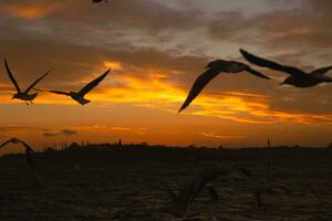 Seagulls and silhouette of Istanbul at sunset photo