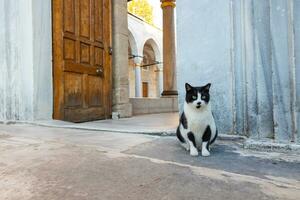 un extraviado gato sentado cerca el portón de un mezquita en Estanbul foto