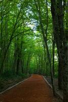 Jogging trail in the forest vertical photo. Belgrad Forest in Sariyer Istanbul photo