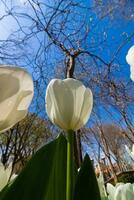 White tulip in focus in vertical view. Spring flowers photo