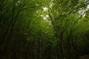 bosque y alto arboles en temperamental o bajo ligero vista. naturaleza antecedentes foto