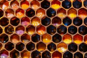 Honeycomb cells full with bee breads in focus photo