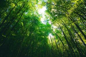 Lush green forest view. Carbon neutrality or Carbon net-zero concept background photo