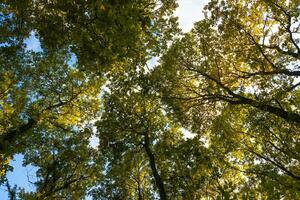 Carbon net-zero or carbon neutrality concept background. Trees from below photo