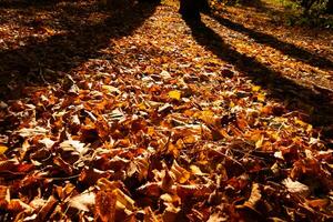 Fall background. Fallen leaves on the ground with shadows of the trees at sunset photo