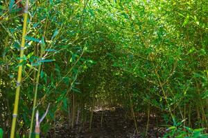 Little bamboo trees in a park from ground view. photo