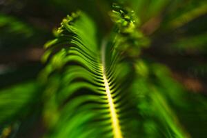 Sago palm leaves in focus. Palm leaves background photo