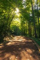 Trekking path in the forest vertical photo with sunlight.