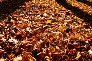 Fallen brown leaves on the ground and shadows of the trees photo