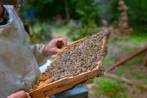 Beekeeper holding a frame of honeycomb full with bees in the apiary photo