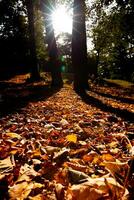 Fall or autumn view in the forest. Fallen brown leaves on the ground photo