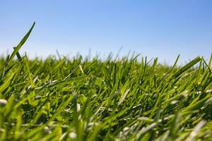 Fresh green grass field or meadow view from ground level and blue sky. photo