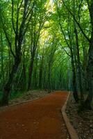 Jogging trail in a forest with tall trees around it. Belgrad Forest in Istanbul photo