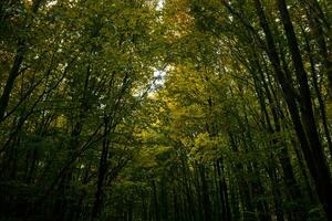 Lush forest with trall trees in the autumn. photo