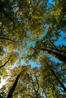 Wide angle view of tall trees in the forest with clear blue sky. photo