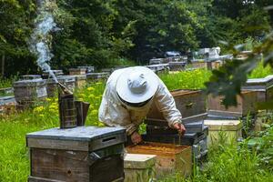 Beekeeper working in the apiary with protective suit and a bee smoker on beehive photo