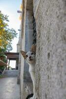 Stray cats of Istanbul. Turkish culture background vertical photo