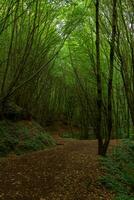 Polonezkoy Nature Park in Istanbul. Jogging or hiking trail in the forest. photo