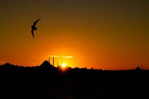 Suleymaniye Mosque and seagull at sunset. Istanbul silhouette. photo